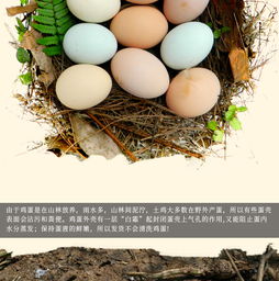 湖北土鸡蛋30枚 天然土养的鲜美滋味