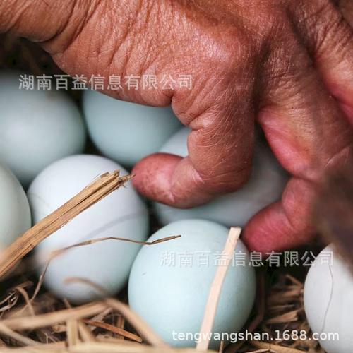 农家绿壳土鸡蛋草鸡蛋整件绿壳蛋一箱420枚绿壳乌鸡蛋农家直供